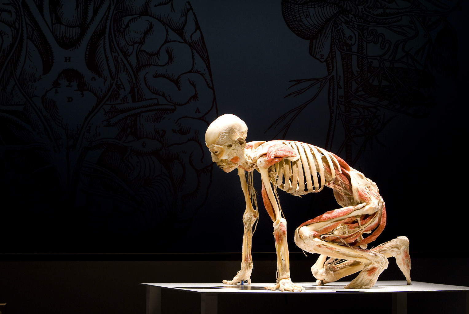 BODY_REVEALED_110710_NK_BOD.1